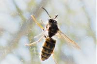 Vespula germanica