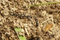 Formica fusca