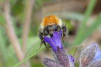 Bombus sp (pascuorum/humilis/muscorum)