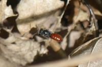 Sphecodes