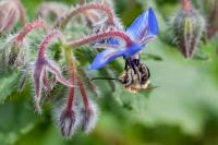 Eucera
