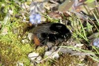 Bombus lapidarius