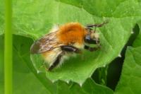 Bombus sp (pascuorum/humilis/muscorum)