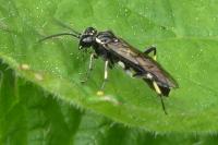 Macrophya alboannulata