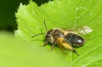 Eucera