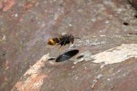 Vespa velutina