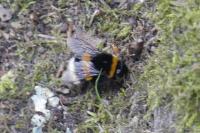 Bombus sp (terrestris/lucorum/cryptarum/magnus)