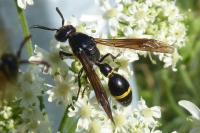 Microdynerus exilis