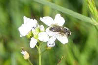 Andrena