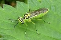 Rhogogaster chlorosoma