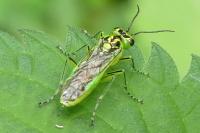 Rhogogaster chlorosoma