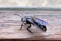 Andrena agilissima