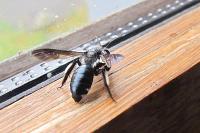 Andrena agilissima