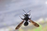 Andrena agilissima