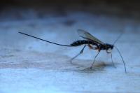 Rhyssa persuasoria