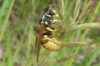 Vespula germanica