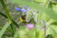 Bombus pratorum