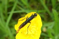 Calameuta pygmaea