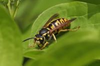 Vespula germanica
