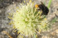 Bombus lapidarius