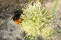 Bombus lapidarius