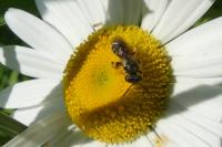 Andrena