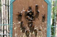 Bombus hypnorum
