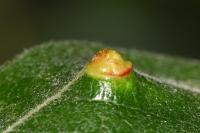 Euura pedunculi