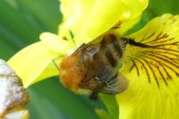 Bombus sp (pascuorum/humilis/muscorum)