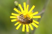 Andrena