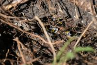 Bombus