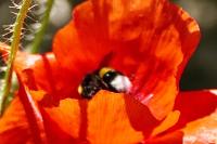 Bombus