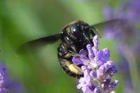 Xylocopa