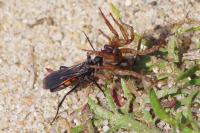 Anoplius viaticus