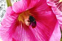 Bombus