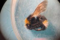 Bombus barbutellus