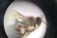 Apis mellifera