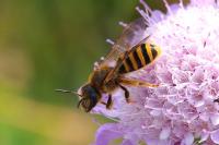 Andrena hattorfiana
