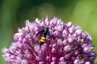 Scolia hirta