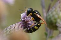 Philanthus coronatus