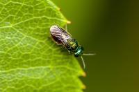 Chrysis