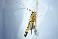 Stauropoctonus bombycivorus