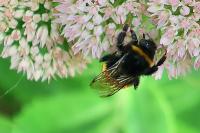 Bombus