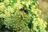 Vespa velutina