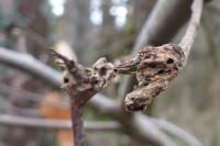 Dryocosmus kuriphilus