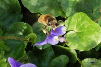 Apis mellifera