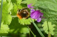 Bombus sp (pascuorum/humilis/muscorum)