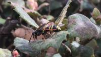 Tenthredo marginella