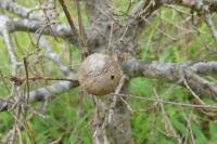 Andricus kollari