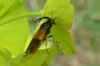 Arge cyanocrocea